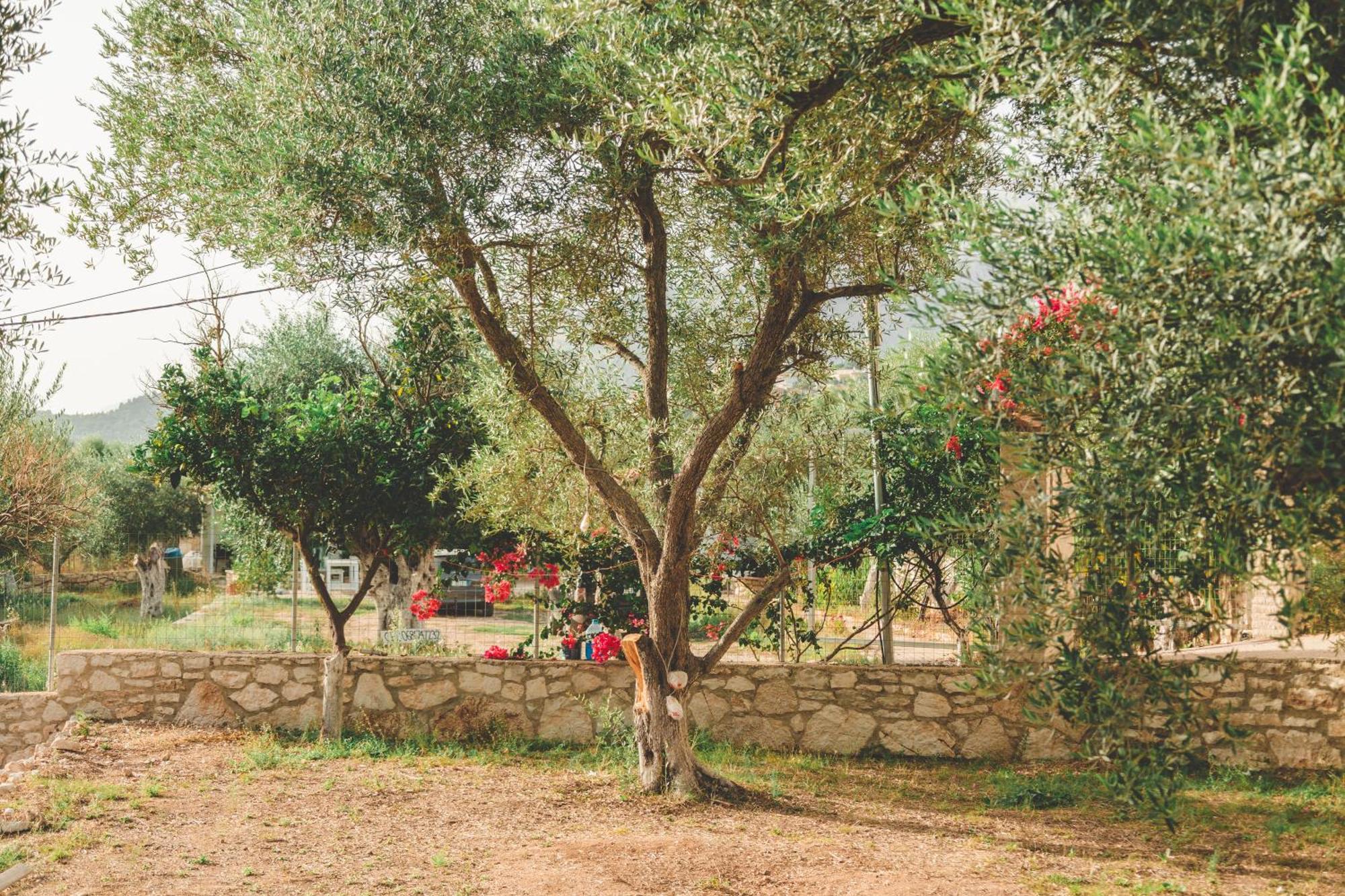 Olive Camping Himare Eksteriør bilde